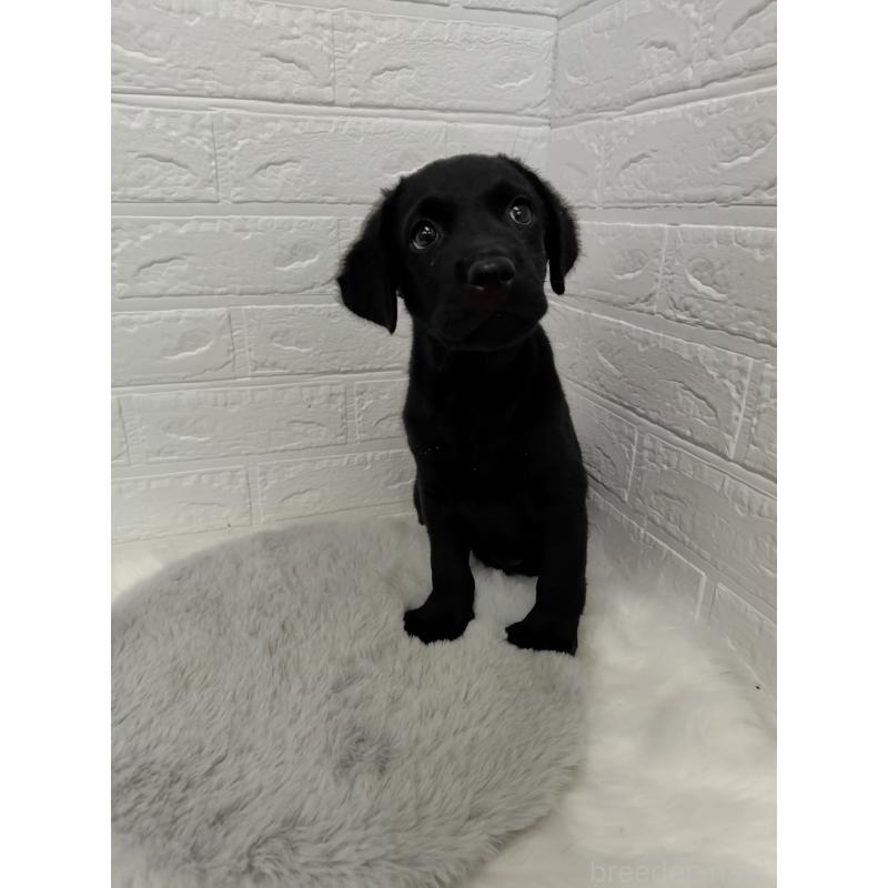 販売中の岡山県のラブラドールレトリーバー-424094の5枚目