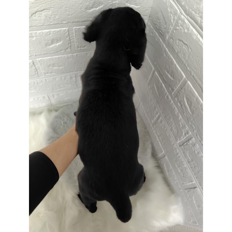 販売中の岡山県のラブラドールレトリーバー-424094の4枚目