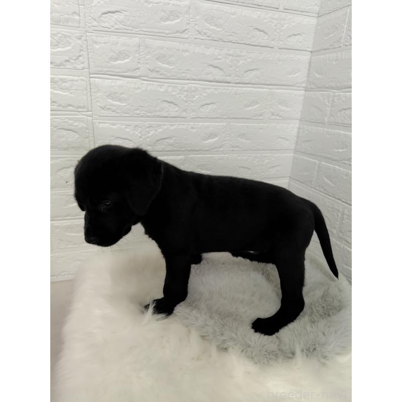 販売中の岡山県のラブラドールレトリーバー-424094の3枚目