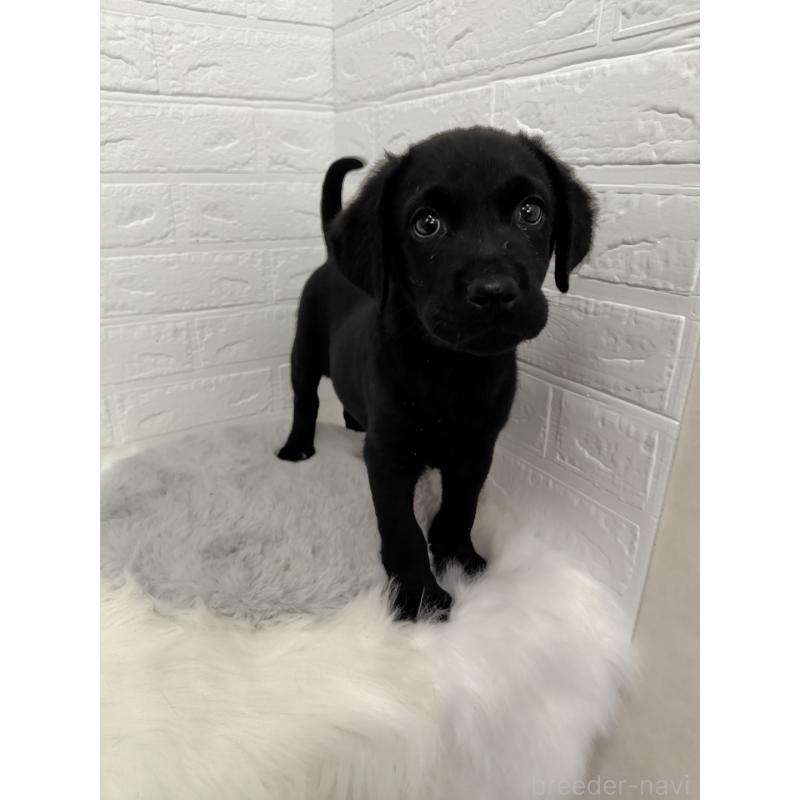 販売中の岡山県のラブラドールレトリーバー-424094の2枚目
