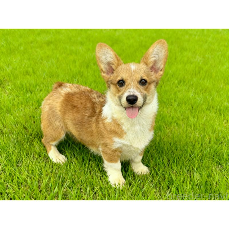 販売中の茨城県のウェルシュコーギーペンブローク-401026