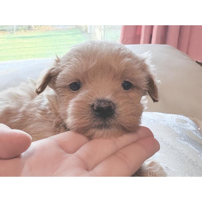 販売中の茨城県のマルプー:マルチーズ×トイプードル-424095の7枚目