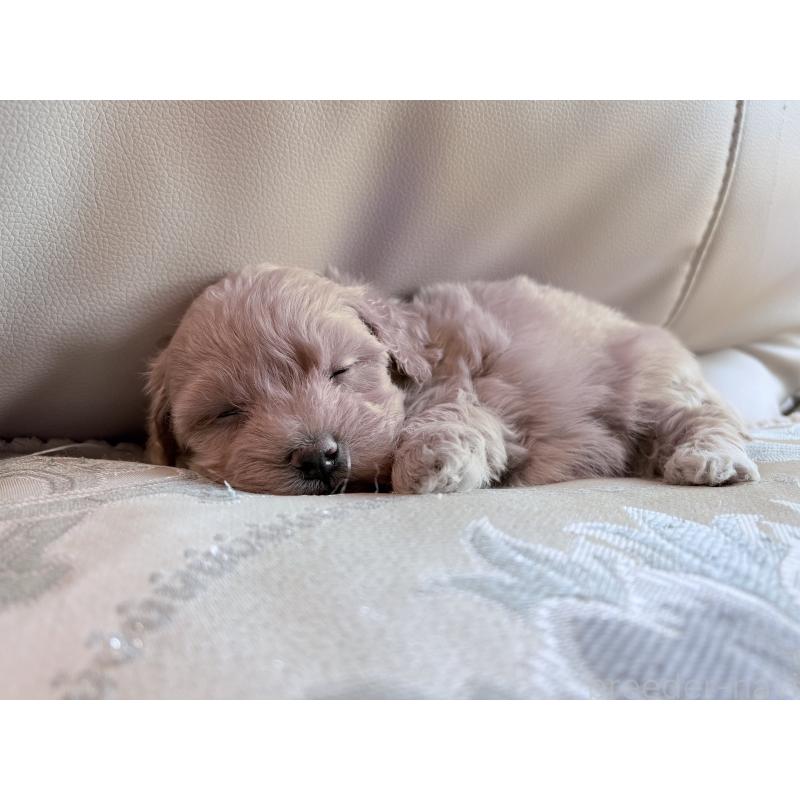 販売中の茨城県のマルプー:マルチーズ×トイプードル-424095の6枚目