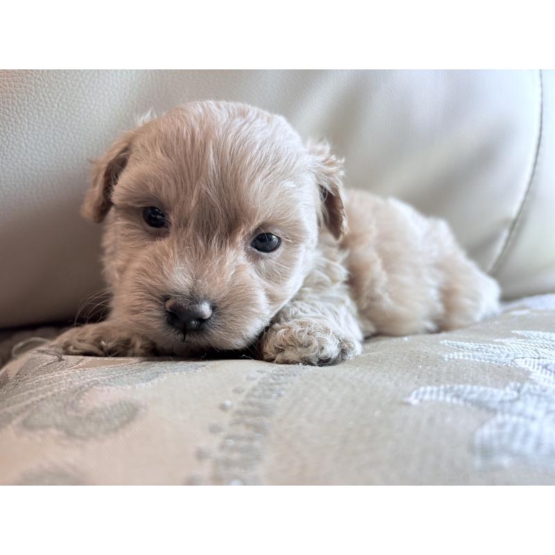 販売中の茨城県のマルプー:マルチーズ×トイプードル-424095の5枚目