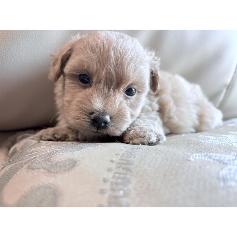 販売中の茨城県のマルプー:マルチーズ×トイプードル-424095の4枚目