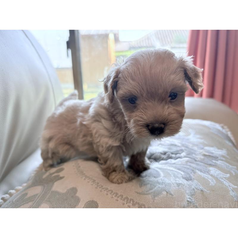 販売中の茨城県のマルプー:マルチーズ×トイプードル-424095の3枚目