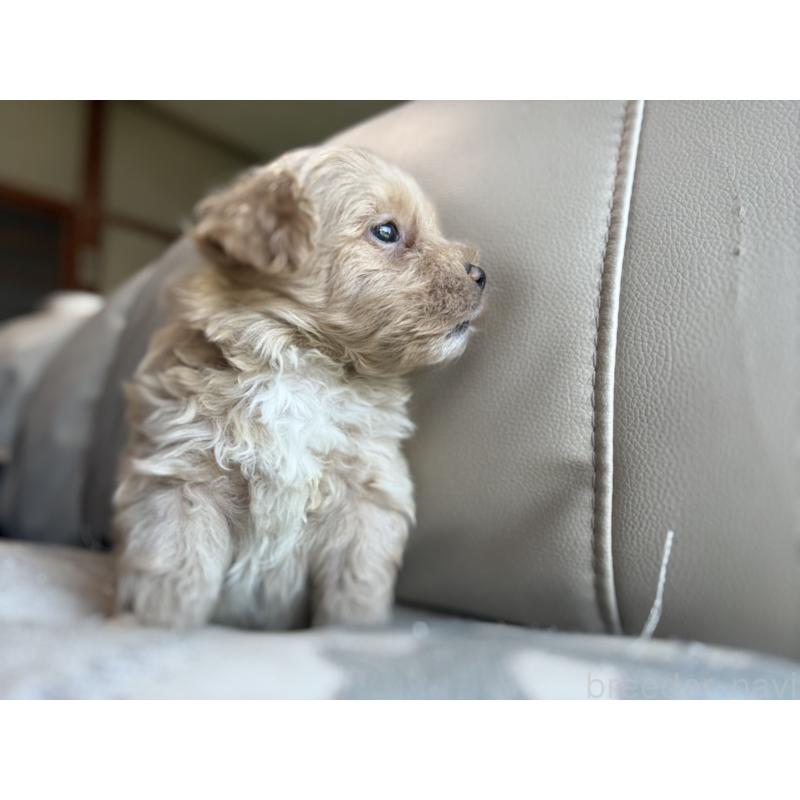 販売中の茨城県のマルプー:マルチーズ×トイプードル-424095の2枚目