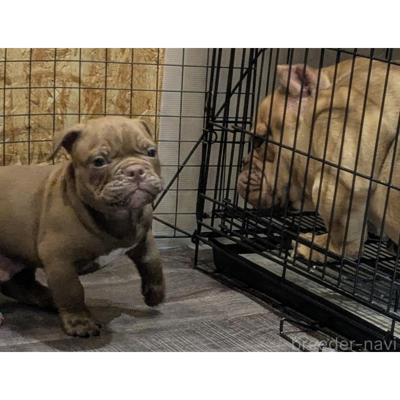 販売中の兵庫県のエキゾチックブリー-424096