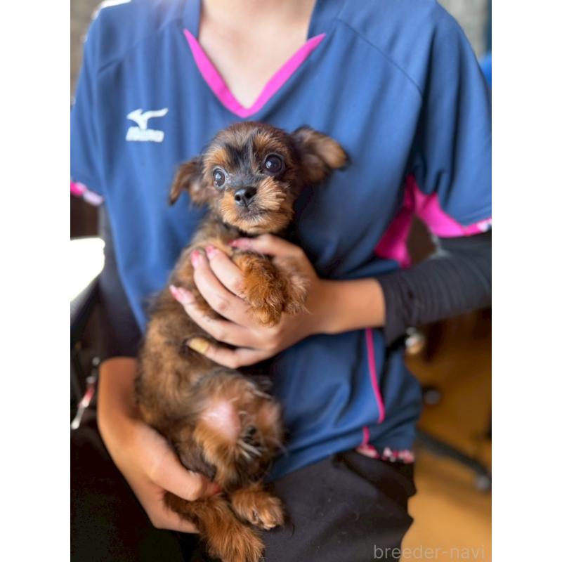 販売中の茨城県のポメチワ:ポメラニアン×チワワ-397980の2枚目