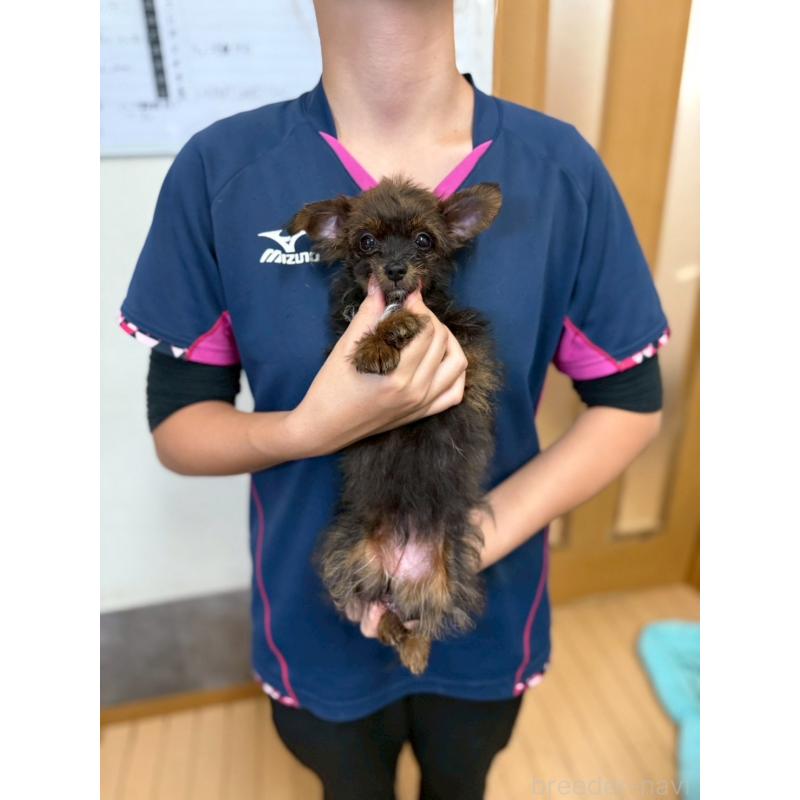 販売中の茨城県のポメチワ:ポメラニアン×チワワ-397981の2枚目