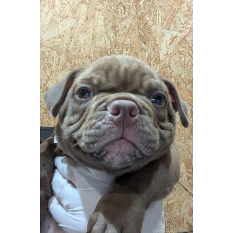 販売中の兵庫県のエキゾチックブリー-424096の5枚目