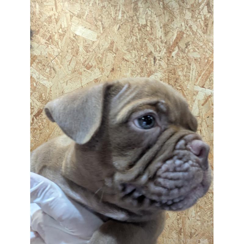 販売中の兵庫県のエキゾチックブリー-424096の4枚目