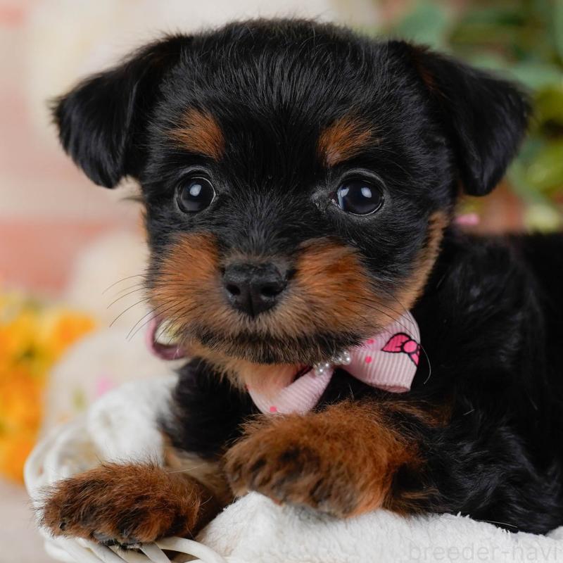 成約済の神奈川県のチワプー:チワワ×トイプードル-424099の1枚目