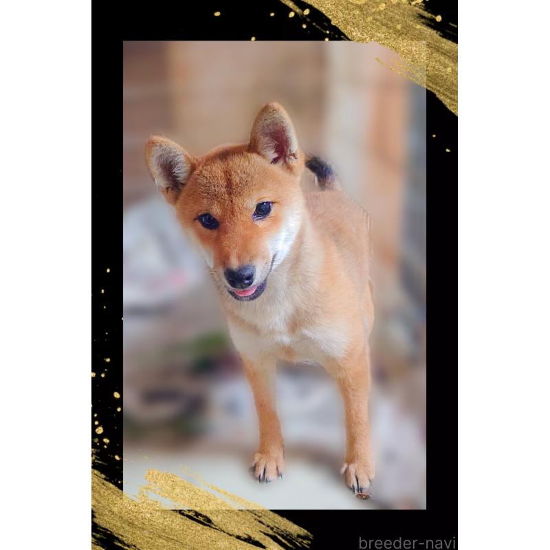 販売中の栃木県の柴犬-401789の5枚目