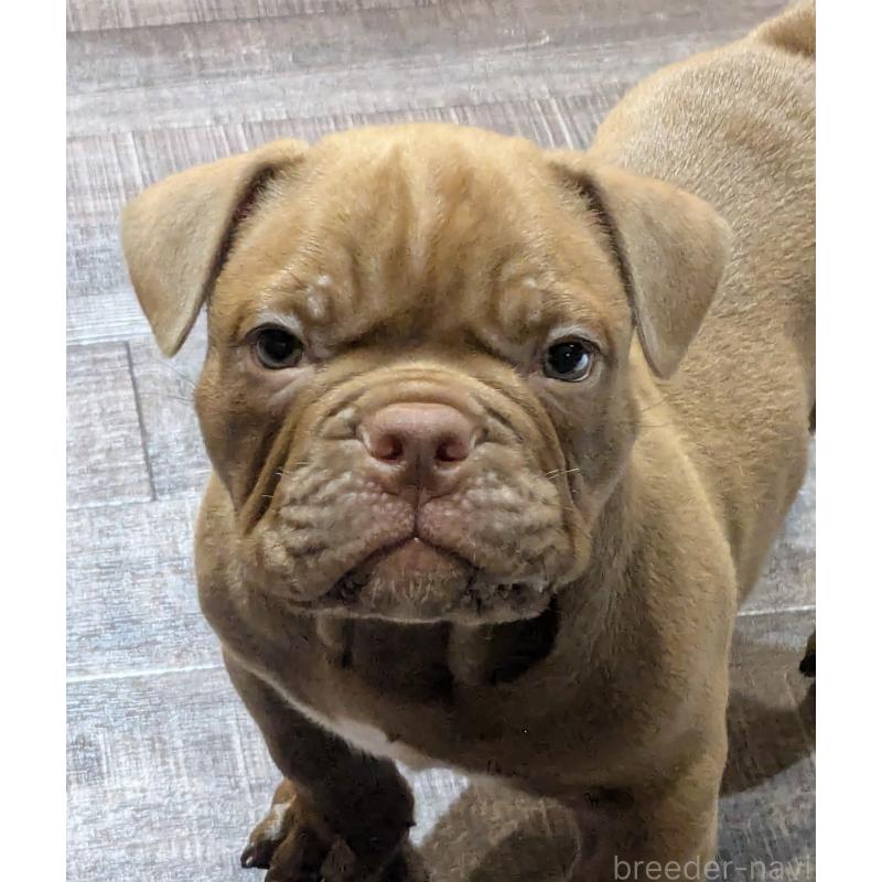 販売中の兵庫県のエキゾチックブリー-424096の3枚目