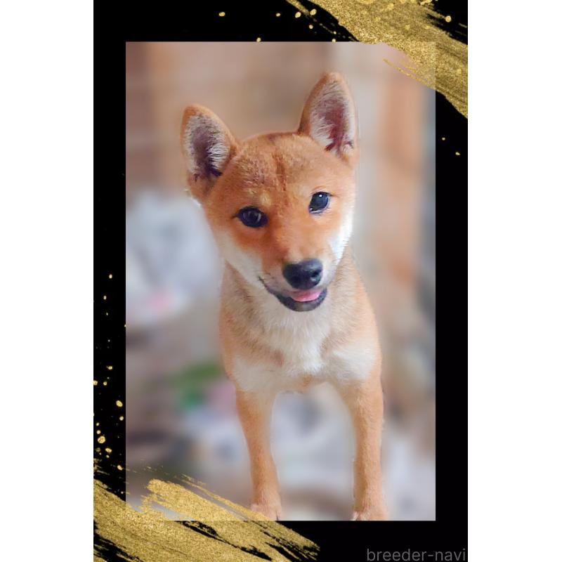 販売中の栃木県の柴犬-401789の4枚目