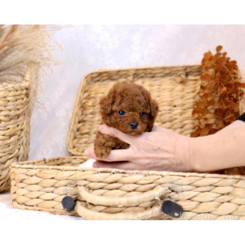 販売中の岡山県のティーカッププードル-419770の10枚目