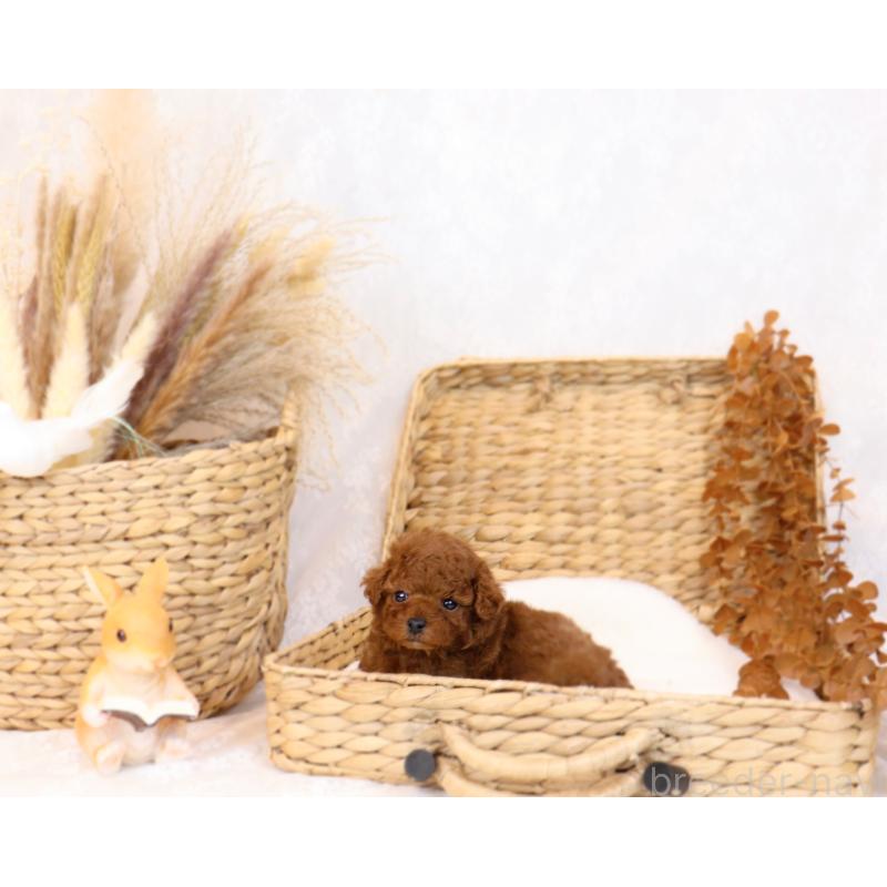 販売中の岡山県のティーカッププードル-419770の9枚目