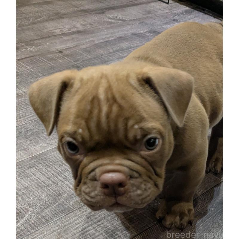 販売中の兵庫県のエキゾチックブリー-424096の1枚目