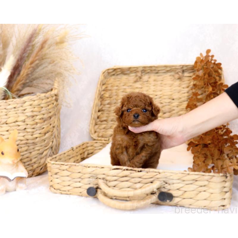 販売中の岡山県のティーカッププードル-419770の8枚目