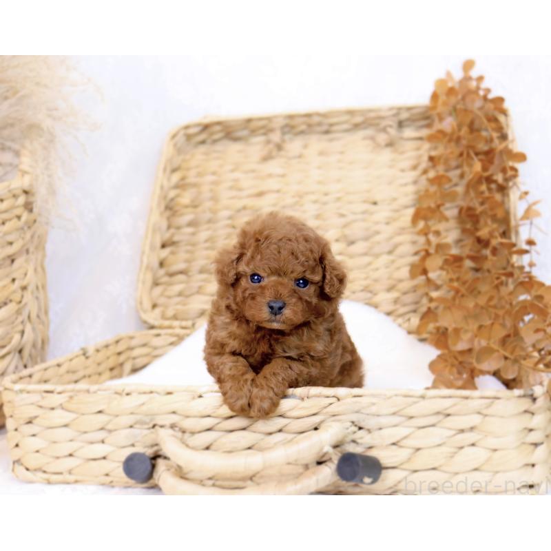 販売中の岡山県のティーカッププードル-419770の7枚目