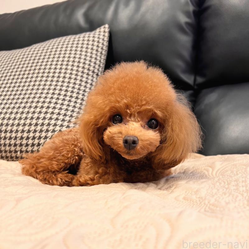 販売中の岡山県のティーカッププードル-396309