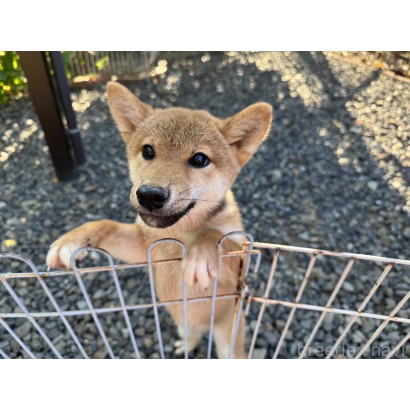 販売中の岡山県の柴犬-409610の5枚目