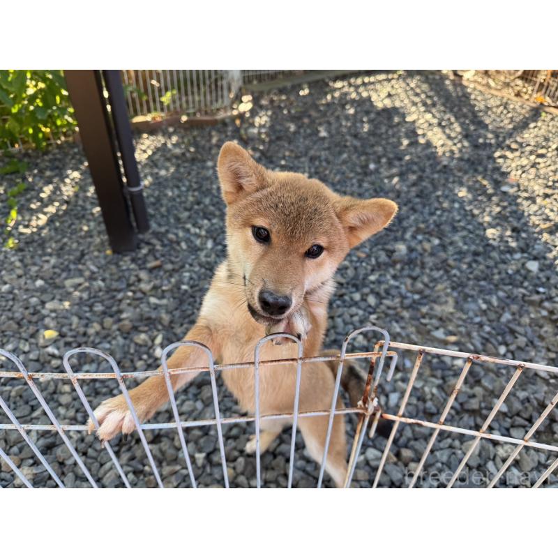 販売中の岡山県の柴犬-409610の4枚目