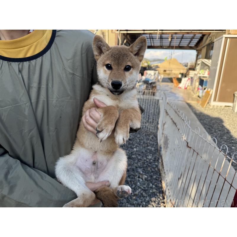 販売中の岡山県の柴犬-409610の3枚目