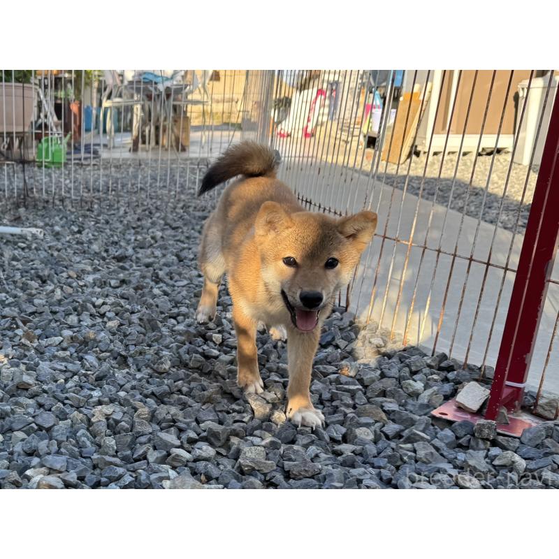 販売中の岡山県の柴犬-409610の2枚目