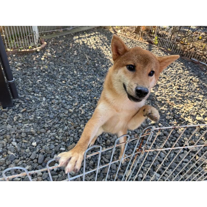 販売中の岡山県の柴犬-384347の10枚目