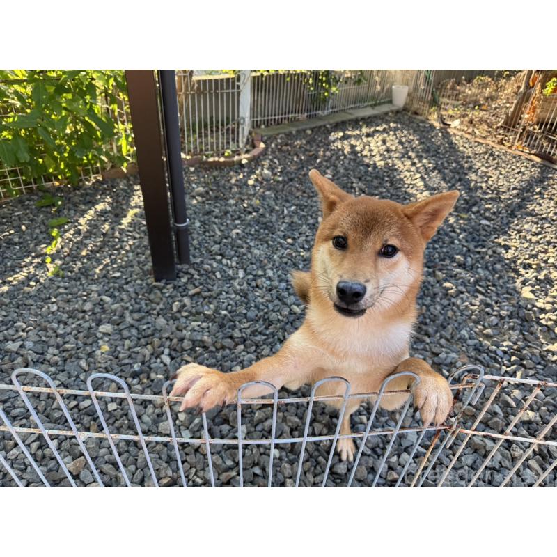 販売中の岡山県の柴犬-384347の9枚目