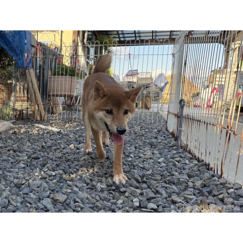 販売中の岡山県の柴犬-384347の8枚目