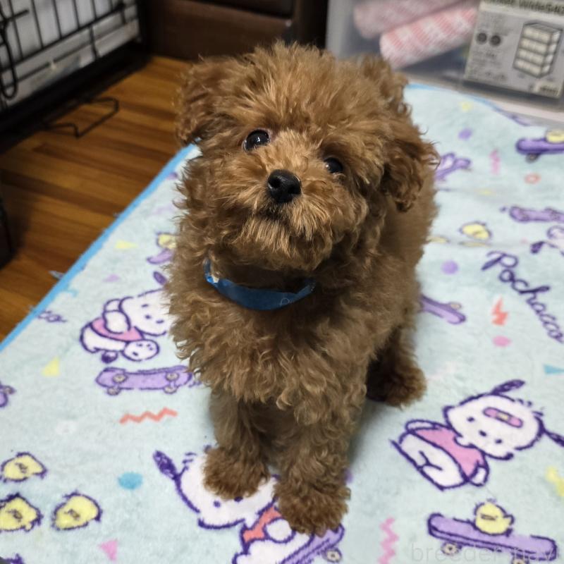 成約済の岡山県のトイプードル-408860の1枚目