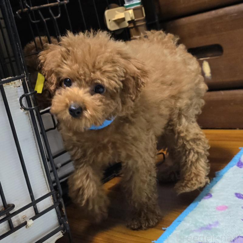 成約済の岡山県のトイプードル-408860の2枚目