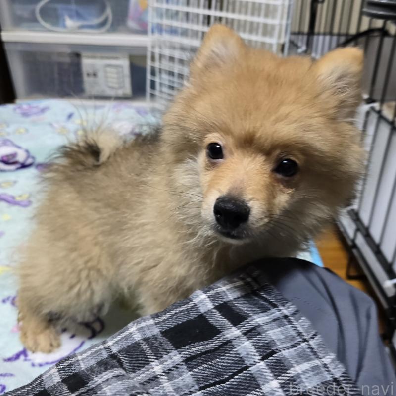 販売中の岡山県のポメラニアン-406319