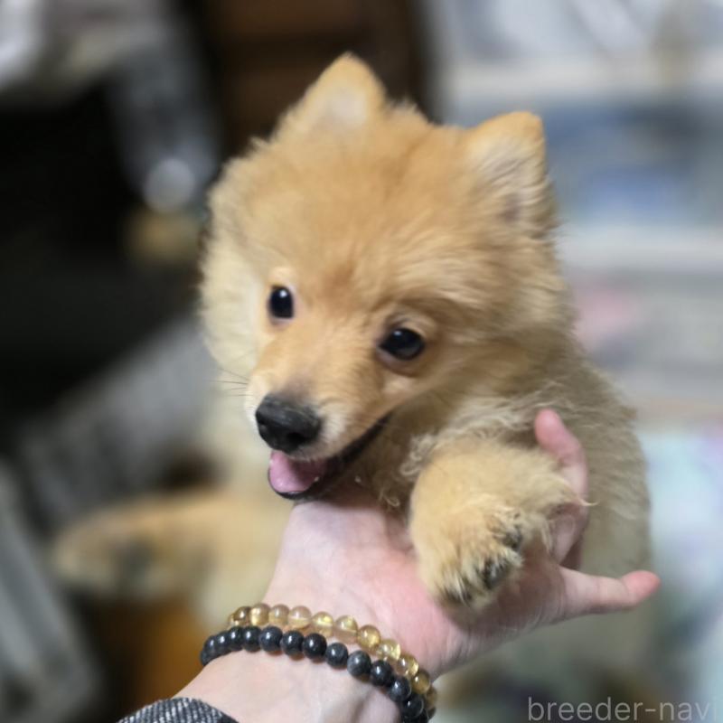 販売中の岡山県のポメラニアン-406319の4枚目