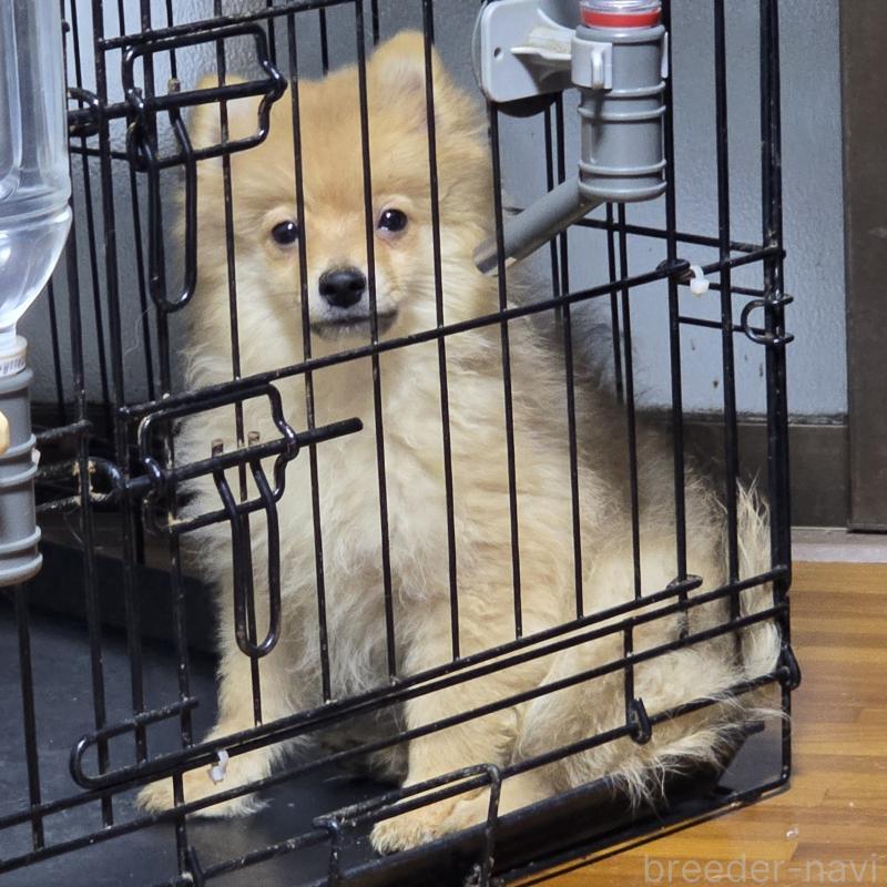 販売中の岡山県のポメラニアン-406319の3枚目