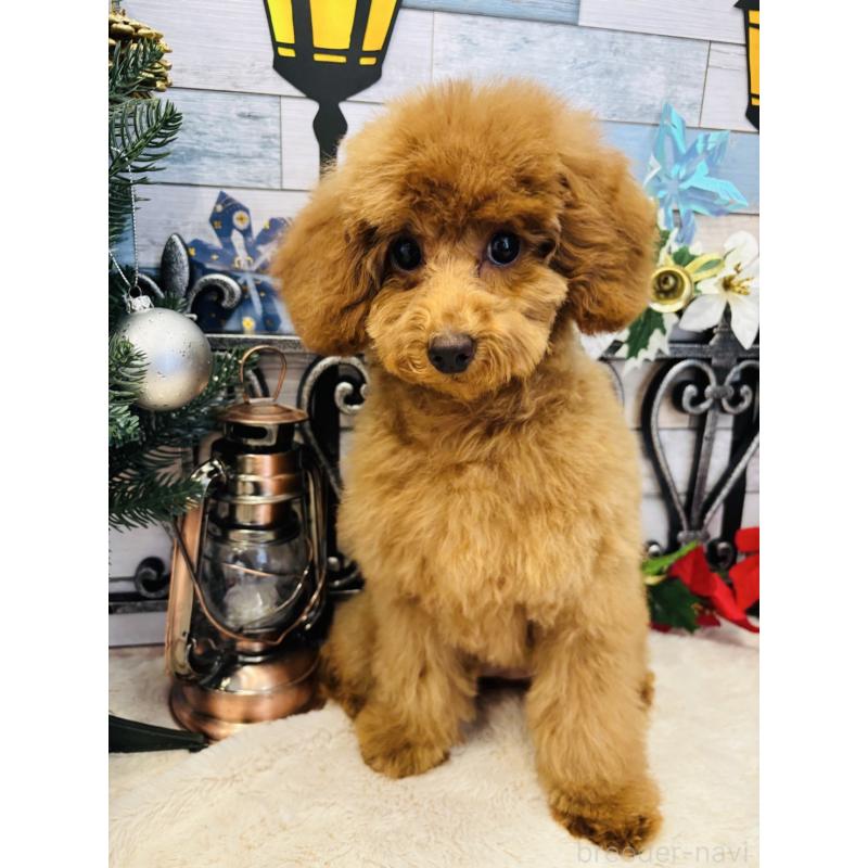 販売中の宮城県のトイプードル-407987の6枚目