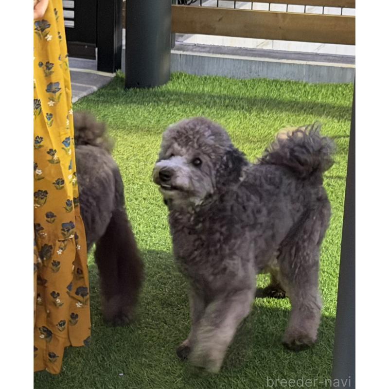 販売中の埼玉県のミニチュアプードル-424105の6枚目