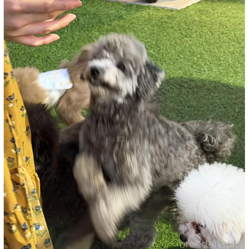 販売中の埼玉県のミニチュアプードル-424105の5枚目