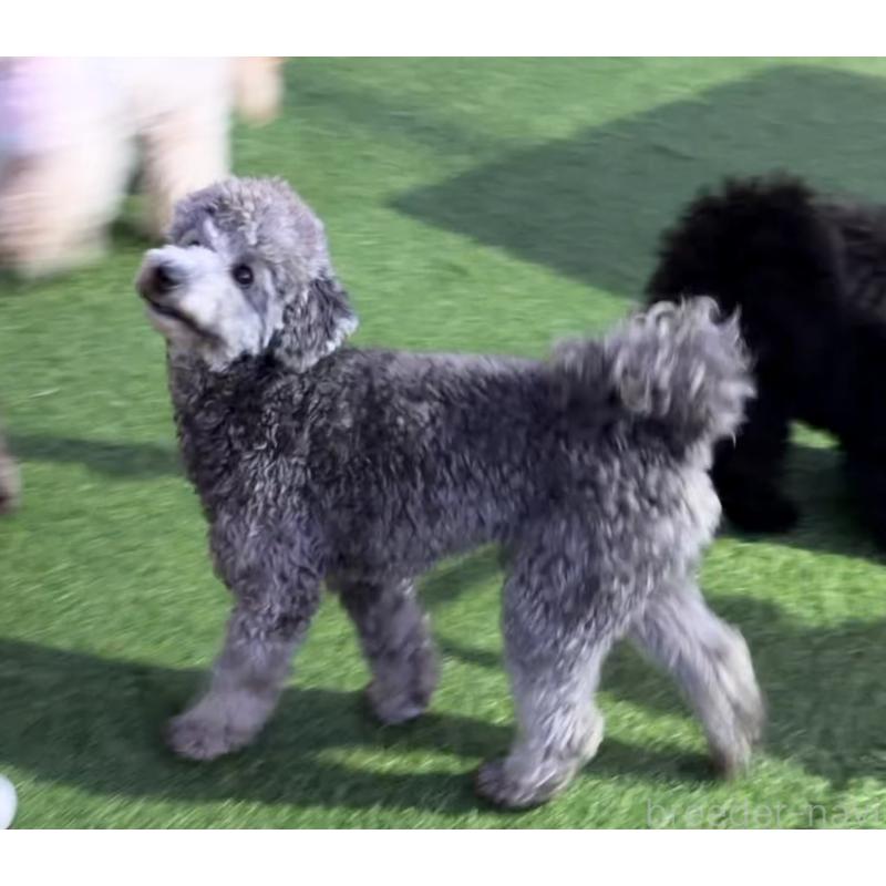 販売中の埼玉県のミニチュアプードル-424105の4枚目