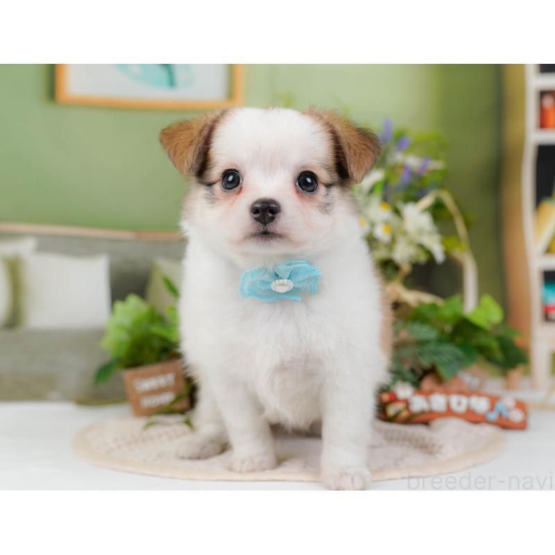 販売中の神奈川県のチワマル:チワワ×マルチーズ-424521の13枚目