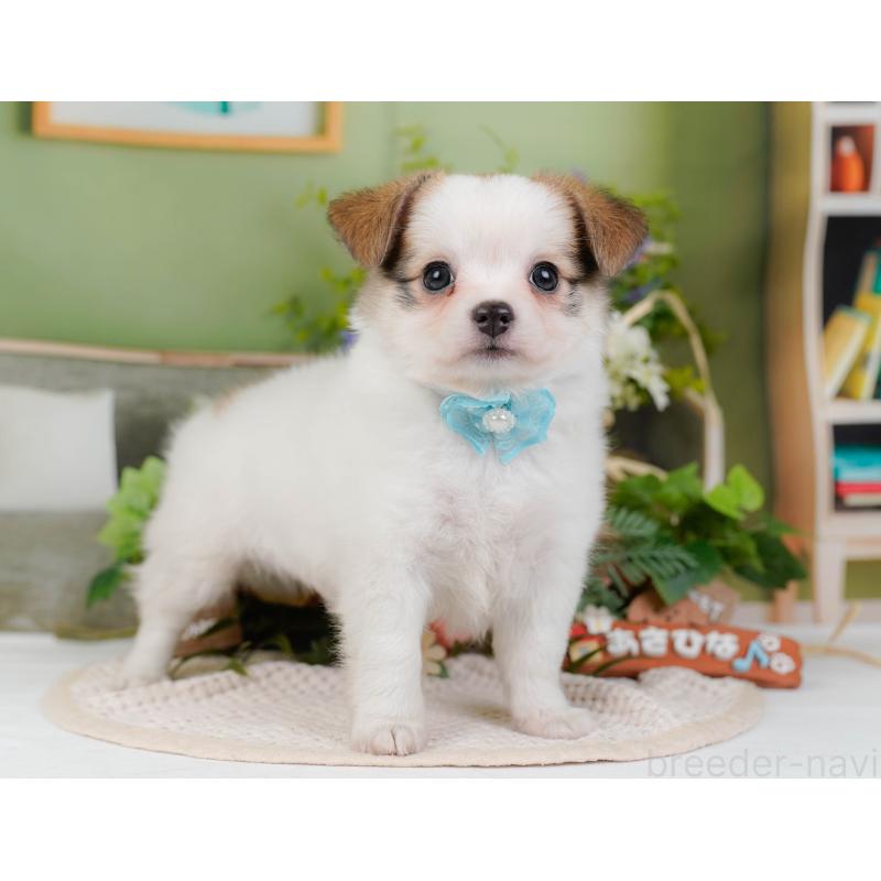 販売中の神奈川県のチワマル:チワワ×マルチーズ-424521の12枚目