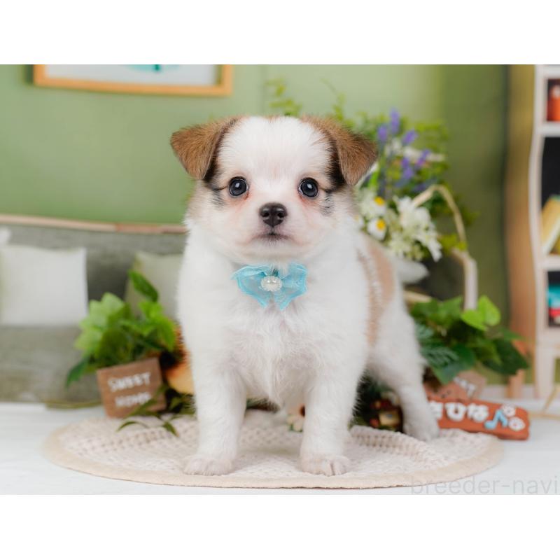 販売中の神奈川県のチワマル:チワワ×マルチーズ-424521の11枚目