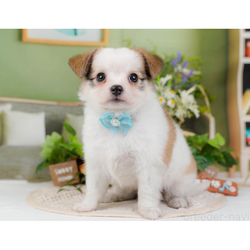 販売中の神奈川県のチワマル:チワワ×マルチーズ-424521の10枚目