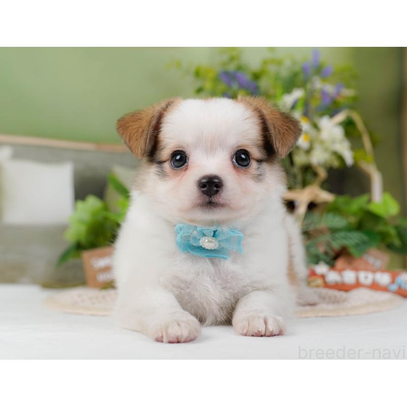 販売中の神奈川県のチワマル:チワワ×マルチーズ-424521の9枚目