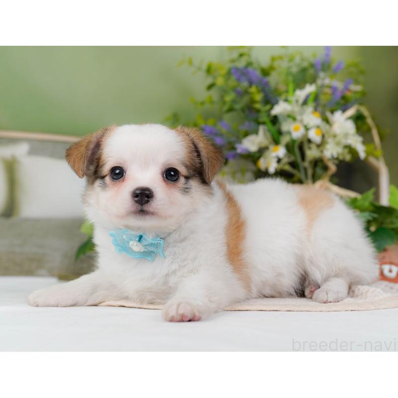 販売中の神奈川県のチワマル:チワワ×マルチーズ-424521の8枚目