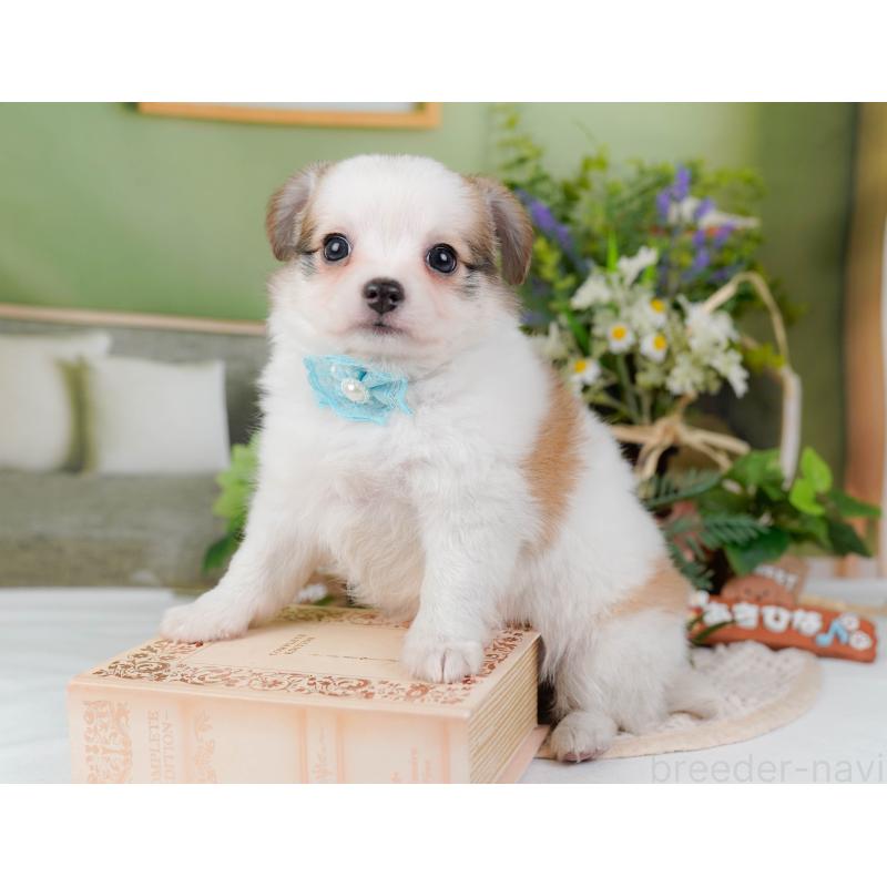 販売中の神奈川県のチワマル:チワワ×マルチーズ-424521の7枚目