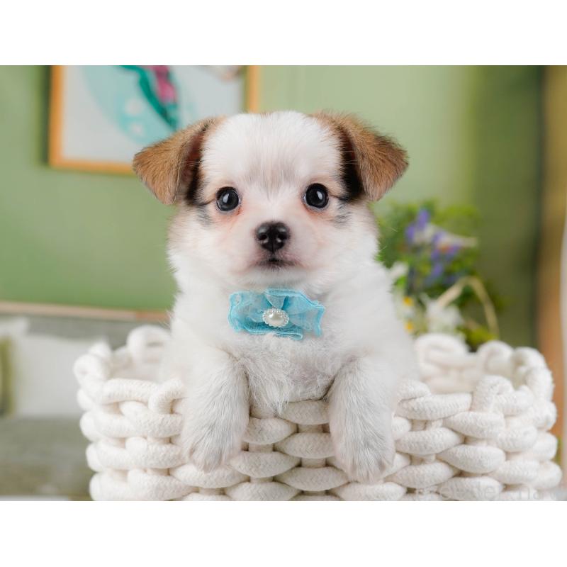 販売中の神奈川県のチワマル:チワワ×マルチーズ-424521の6枚目